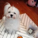 얌얌하개 이미지