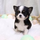 호야펫 구리점 이미지