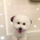 개 이쁘개 네이버블로그