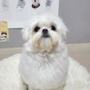 그루미송 이미지