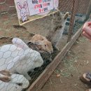 딸기농장체험］딸기농장에서 아기랑 방울토마토체험, 동물먹이주기, 딸기우유만들기/아기랑 체험농장 후기