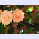 곡성-265 이미지