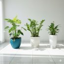 자연과식물원예연구소 | 식물 집사님들 주목! 덩치 커진 우리 집 식물, 더 예쁘고 건강하게 키우는 비결