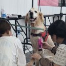 명애견센터 이미지