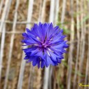 나의작은천사에게 이미지