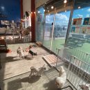 너와함개냥 이미지