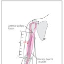 【수태음폐경(手太陰肺經)】 〔 LU4 협백 (俠白) 〕" 폐기를 펼치고 가슴을 편안하게 하는 효능" 이미지