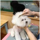꿈의 애견미용 이미지