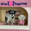 리츠펫 선물 | 경기 이천 | 새로생긴 깔끔한 실내와 신나게 뛰어놀 수 있는 운동장이 있는 리츠펫 선물💝