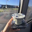 성현에너지 | 여행🇦🇺 대자연 끝판왕 그레이트 오션로드 내돈내산 멜버른 근교투어 후기 feat. 헬기 탑승, 야생 코알라