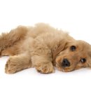 NOBLESSE.PET 이미지