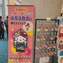 왓쇼이이짱 | 2025년 8월 다카마쓰 여행 (2부- 도쿠시마 아와오도리)