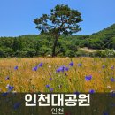 인천대공원 수레국화와 양귀비 인천 가볼 만한 곳