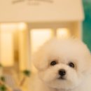 써니 애프터눈 이미지