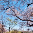 국립서울현충원 애국지사화장실 | 서울벚꽃여행]국립서울현충원 벚꽃_2024.4.9