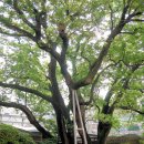 부산 괴정동의 두 그루 회화나무 이미지