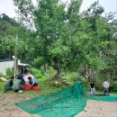 대추수확 이미지