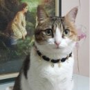 나나캣(nanacat) 네이버블로그