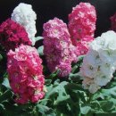 아빠의 정원 이미지