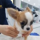 유동물의료센터 이미지