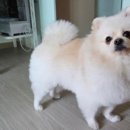 쁘띠애견미용실 | 고양 내유동 애견미용실 주멍멍-포메라이안 물개컷 가위컷 잘하는 주멍멍 또간집 내돈내산 방문 후기