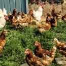 숲에서 온 유정란 이미지