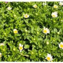 민들레유치원 이미지