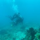 [필리핀스쿠버다이빙] 민도로 체험다이빙 이미지