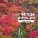 (주)기고 | 화담숲 단풍 절정 언제? 11월 둘째주 아기랑 다녀온 후기