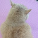 고양이 세수_설렘 이미지