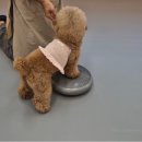 밤밤 애견유치원 이미지