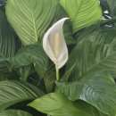 쿠페아 | 호미의 디지털 사진 배우기 1강 / 디지털 사진과 인문학의 만남