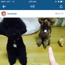 샤이니독 이미지