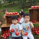 (파랑1반)🍎사과 농장 다녀왔어요🍎 이미지