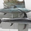 부산해양자연사박물관 이미지