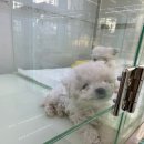 동탄강아지분양 도그데이 이미지