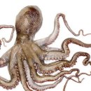 낙지 이미지
