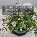 플랜디오