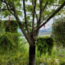 애니카랜드 연수점 이미지