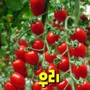 용마봉(중곡동) Daum카페