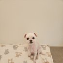 아지애견 이미지