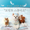 모멍트 | 반려견사진관 추천 인천 모멍트 스튜디오