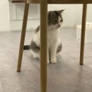 스카이캣명동2호점 이미지