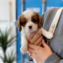 마리켄넬 이미지