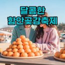 함안스포츠타운 | 2026 함안곶감축제 일정 및 가수 라인업 경남 겨울 여행 추천