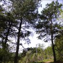 구봉산 둘레길 이미지