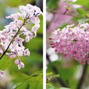 수수꽃다리 이미지