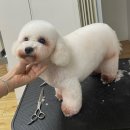 시흥탑애견미용학원 이미지