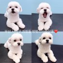 멍멍스타 이미지