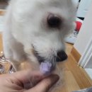 멍그리 | 강아지 영양간식 애견 수제간식 멍그리에서 2번째 재급여 후기입니다